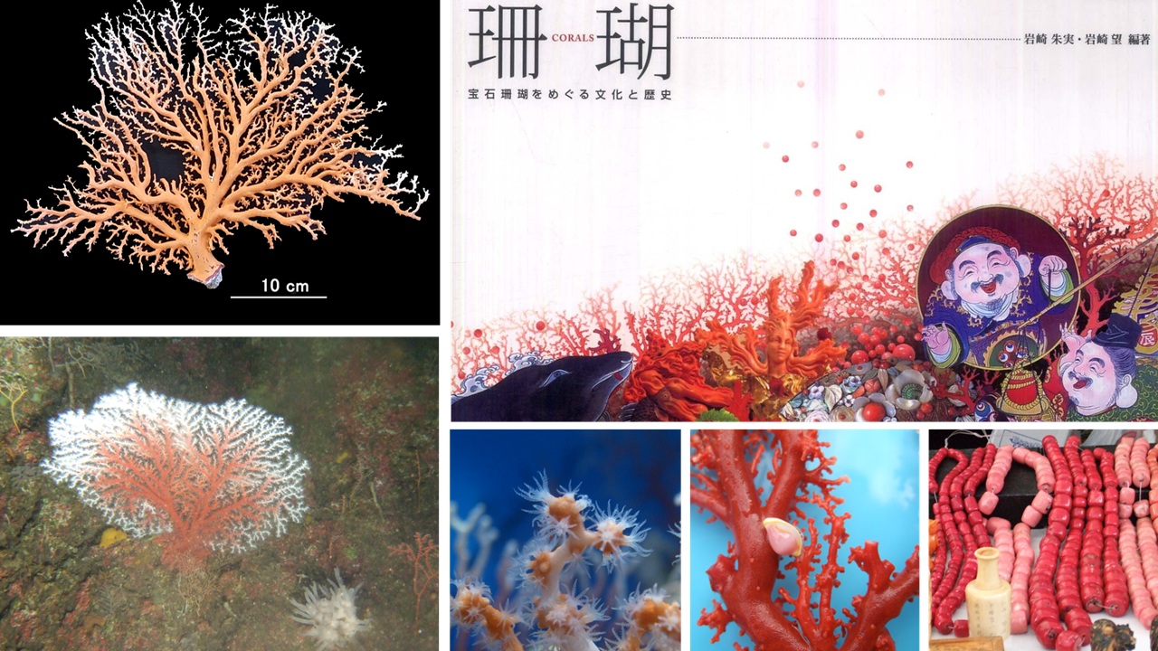 1057 珊瑚 サンゴ 宝石検定 Webiner Vol.4 珊瑚 ①