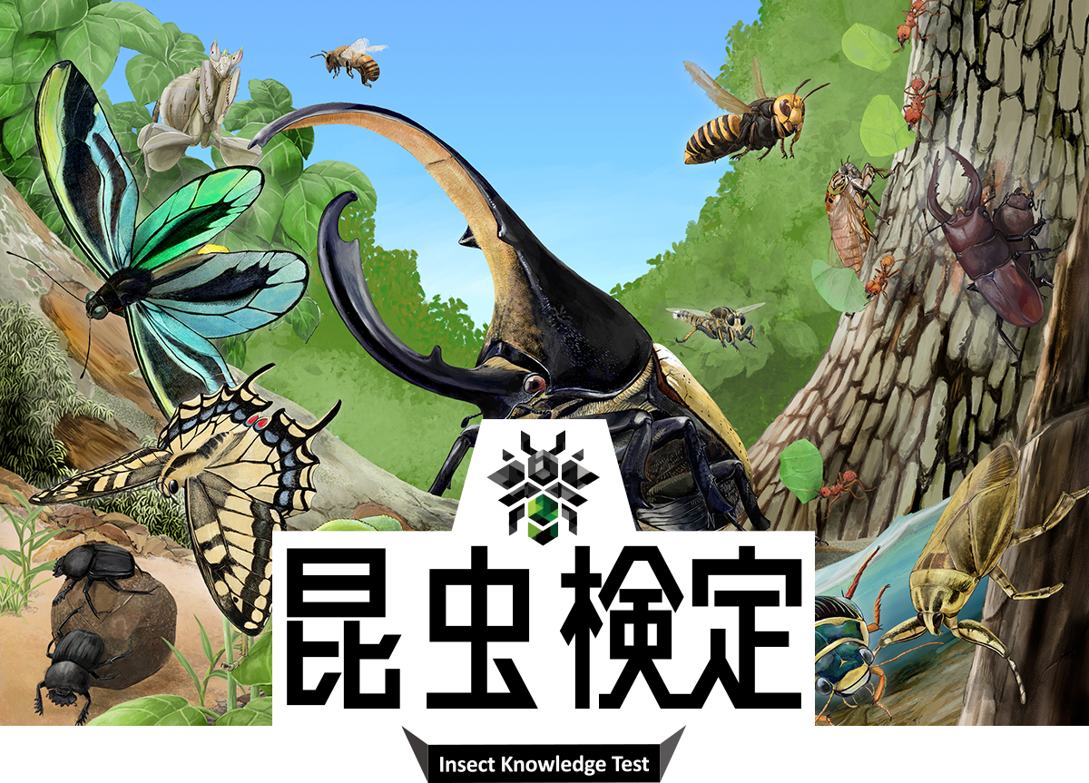 昆虫検定