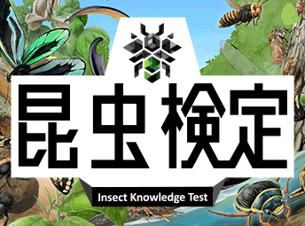昆虫検定