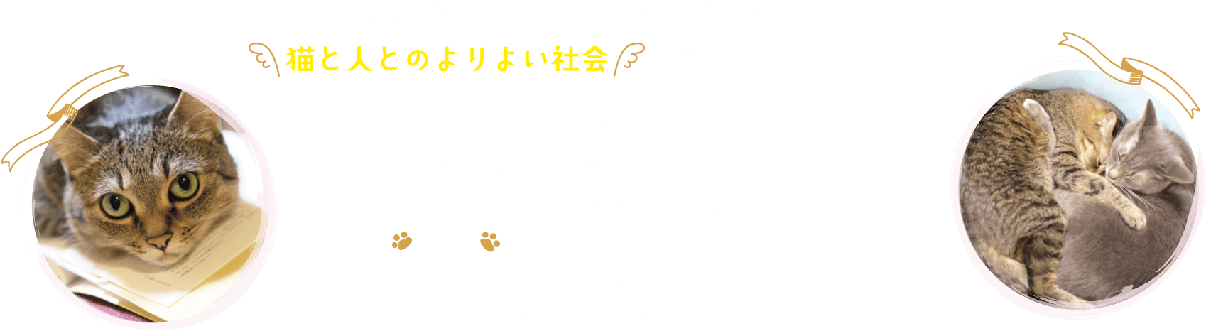 ねこ検定は正しいねこ知識の普及を通して「猫と人とのよりよい社会」の実現を目指してきました。